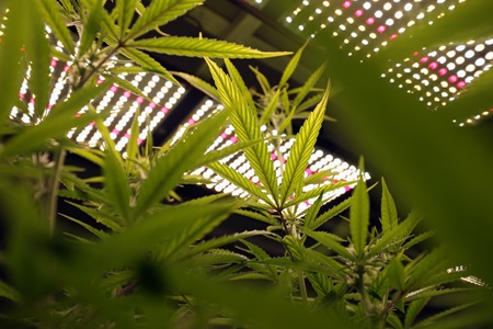 Wykorzystanie lamp LED w uprawach konopii